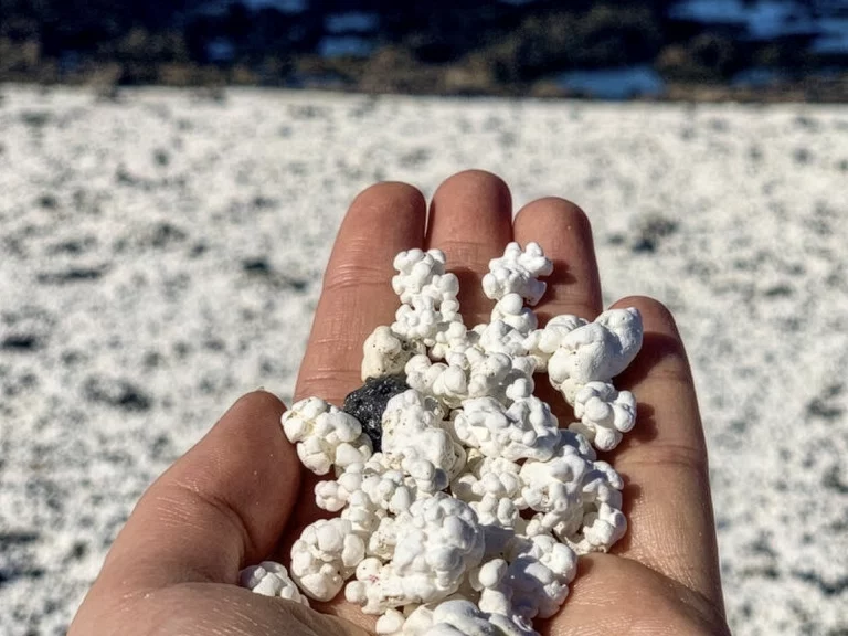 Rodolitos
